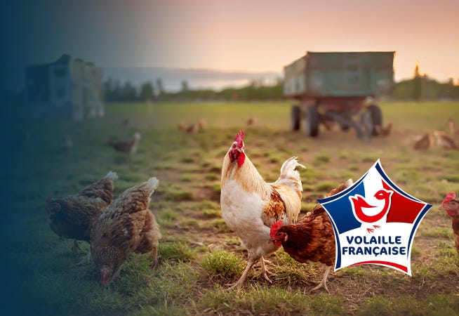 Volaille Française : Cuisse de poulet, Cuisse de pintade, Poulet fermier, Steak hachés de poulet